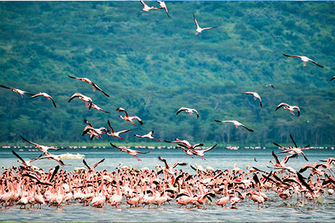 Manyara