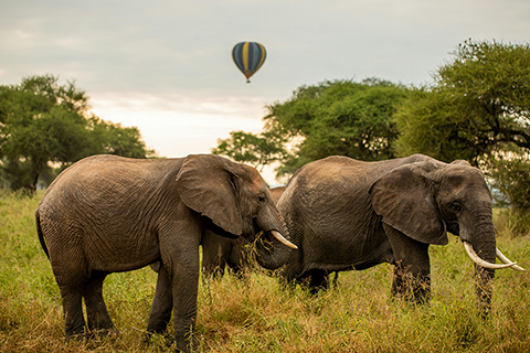 Tarangire NP